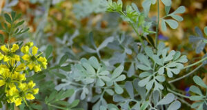 beneficios del té de ruda