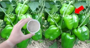 Cultivar Pimientos