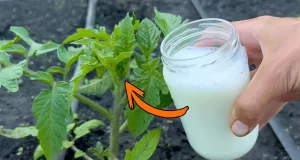 agua para los tomates