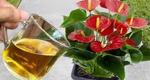 flores como las raíces florecerán