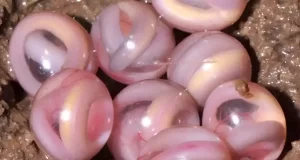 parasitos