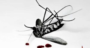 mosquitos