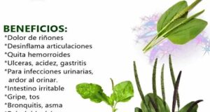 LLANTEN MEDICINA NATURAL