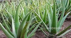 ALOE VERA BENEFICIO PARA TU CASA