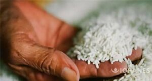 PUÑO DE ARROZ PORTADA